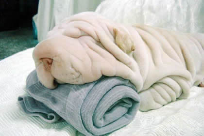 Have you ever mistaken your dog for a towel?